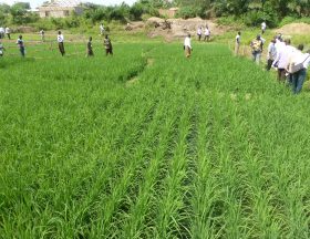 Sawah rice cultivation in inland valleys in Ashanti region Ghana panoramio 11
