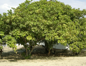 anacardier