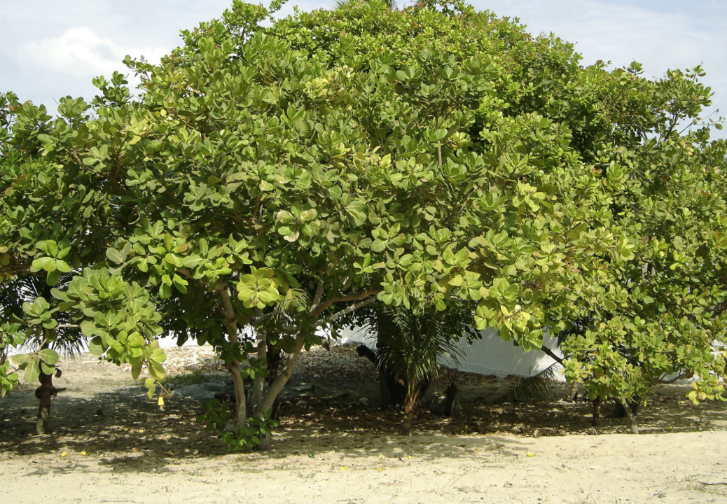 anacardier
