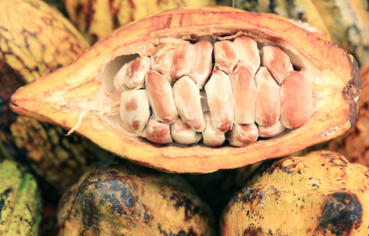 cacao fruit