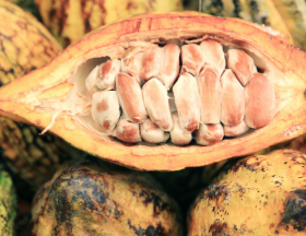 cacao fruit