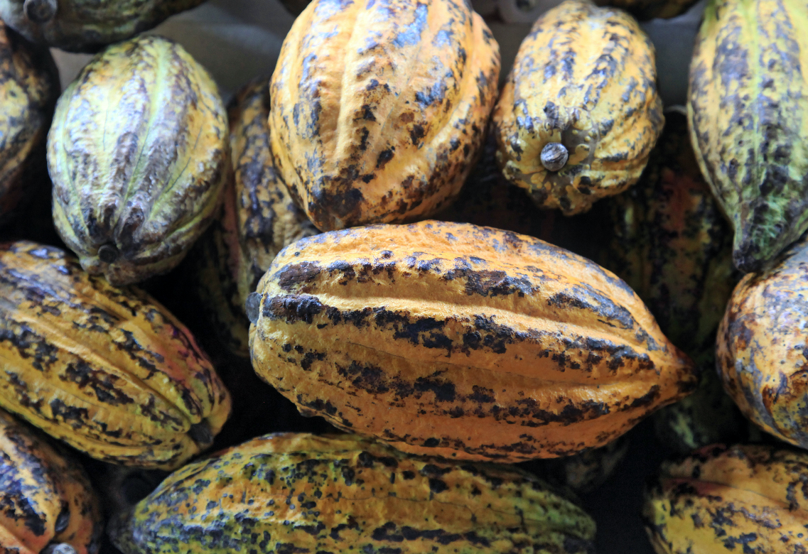 cacao fruits