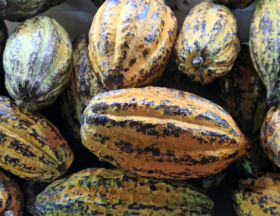 cacao fruits