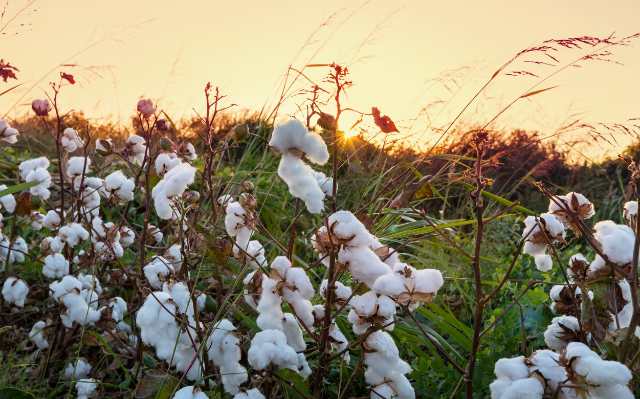 coton 1