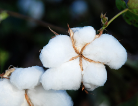 coton2