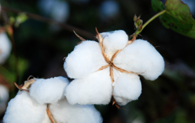 coton2