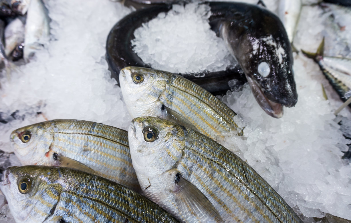 poisson pisciculture