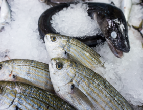 poisson pisciculture
