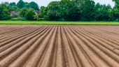 agriculture