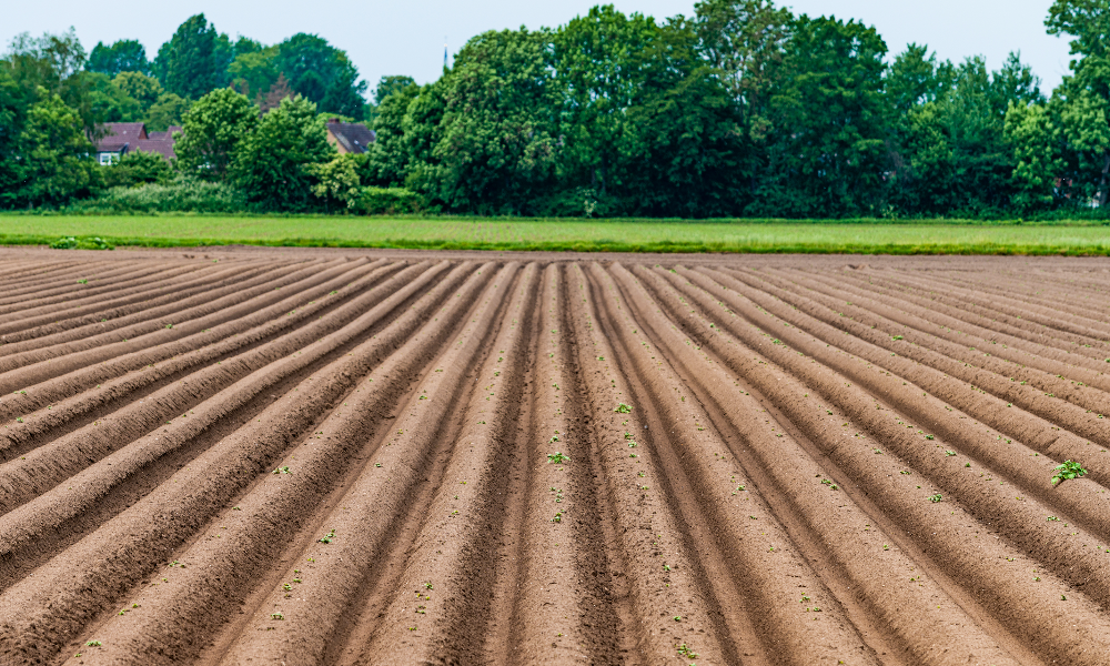 agriculture