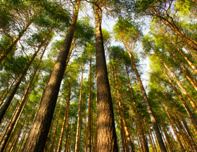 arbre