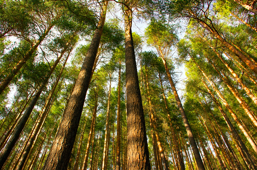 arbre