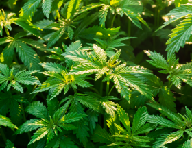 cannabis 1