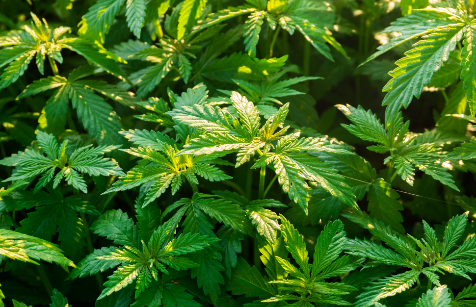 cannabis 1