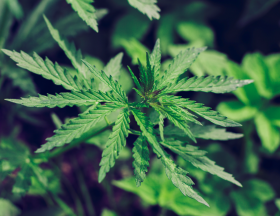 cannabis