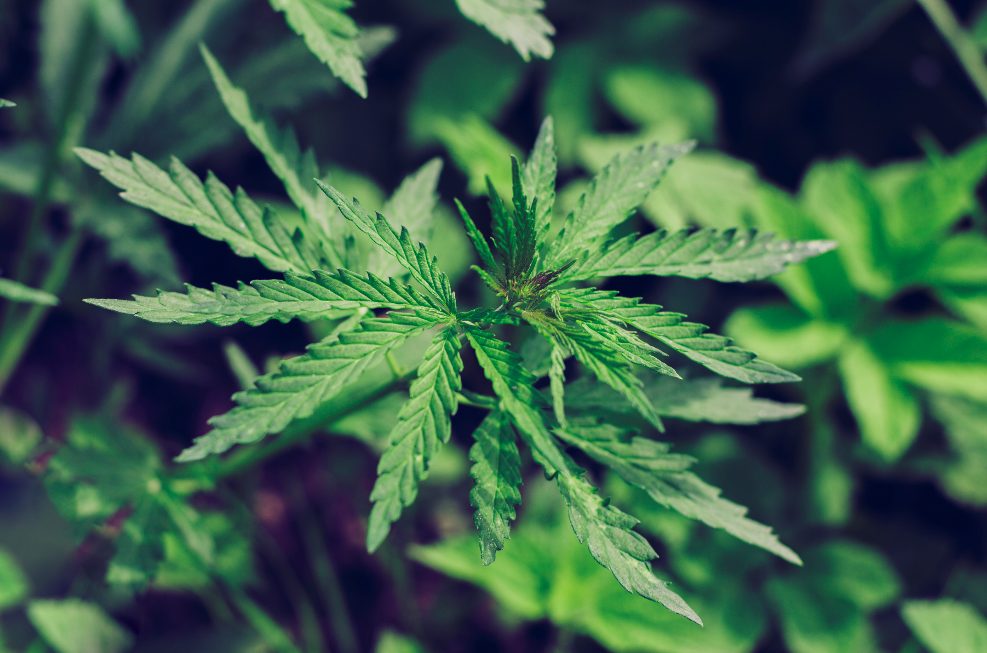 cannabis