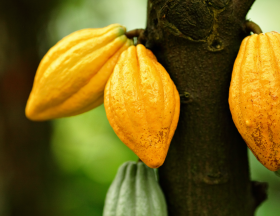 champs cacao