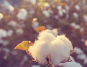 coton