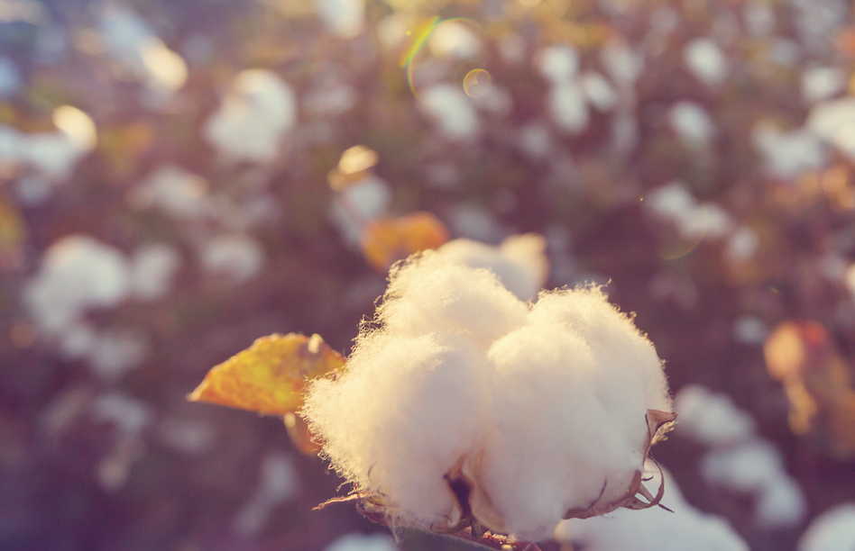 coton