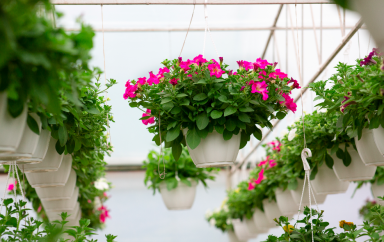 horticole