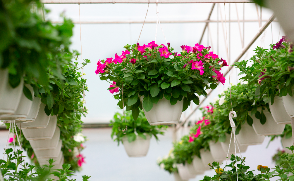 horticole