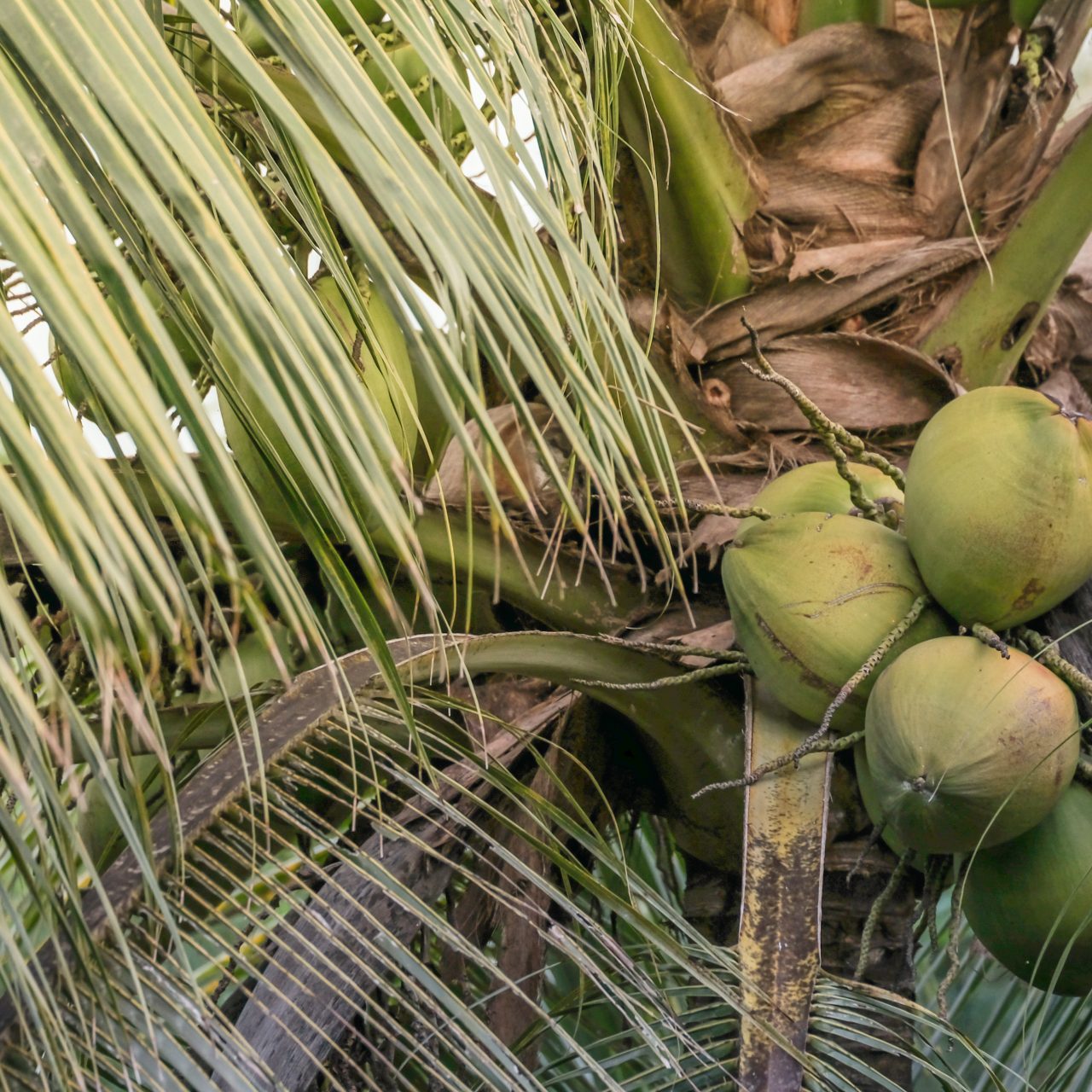 Coconut tree