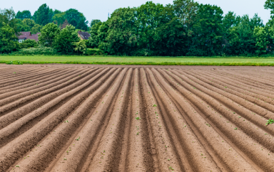 agriculture