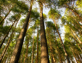 arbres