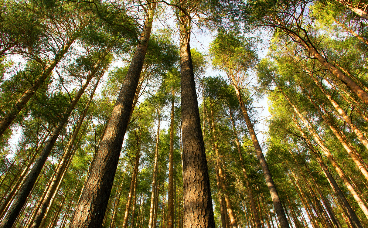 arbres
