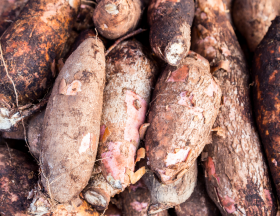 manioc