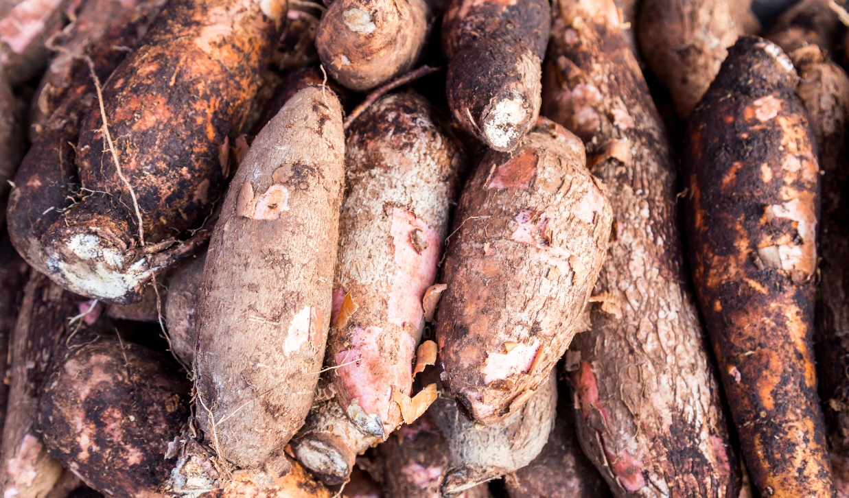 manioc