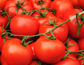 tomates
