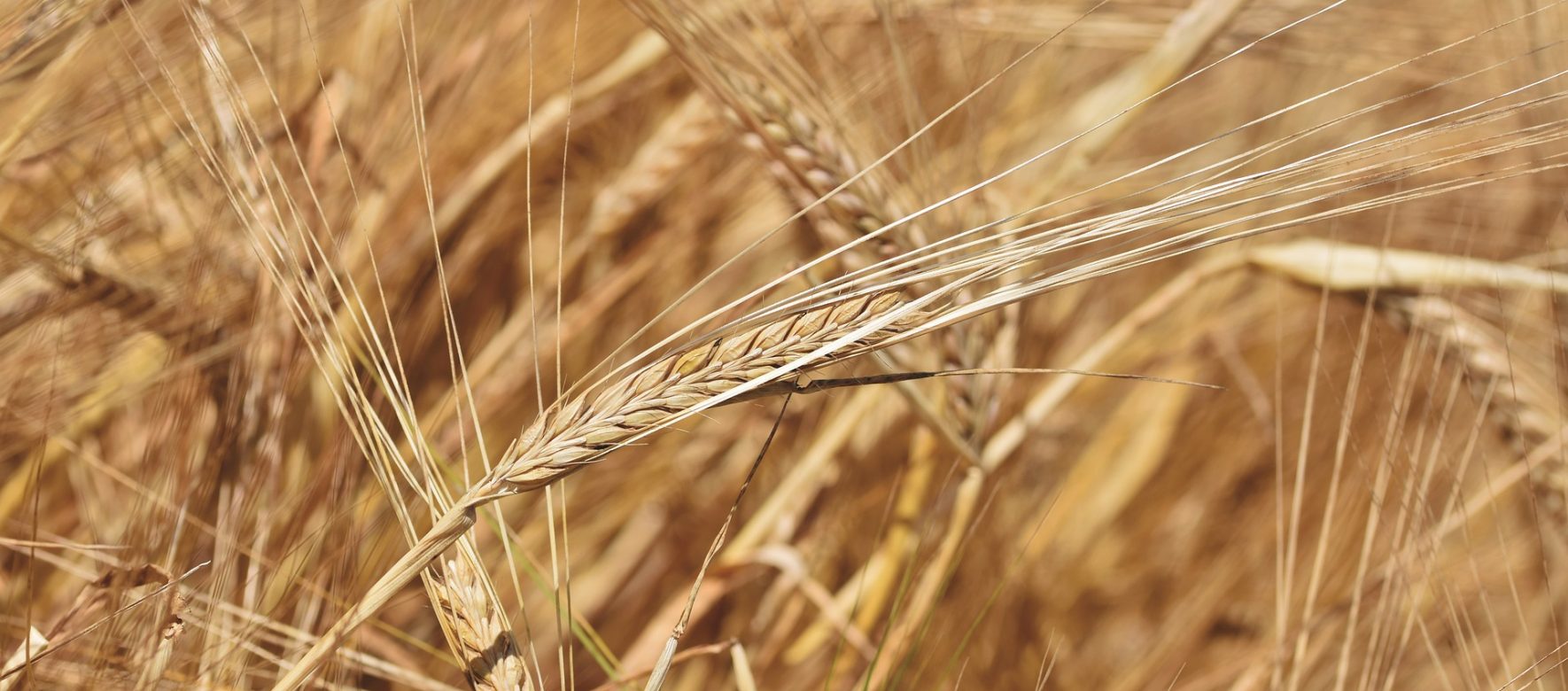 Céréales champ