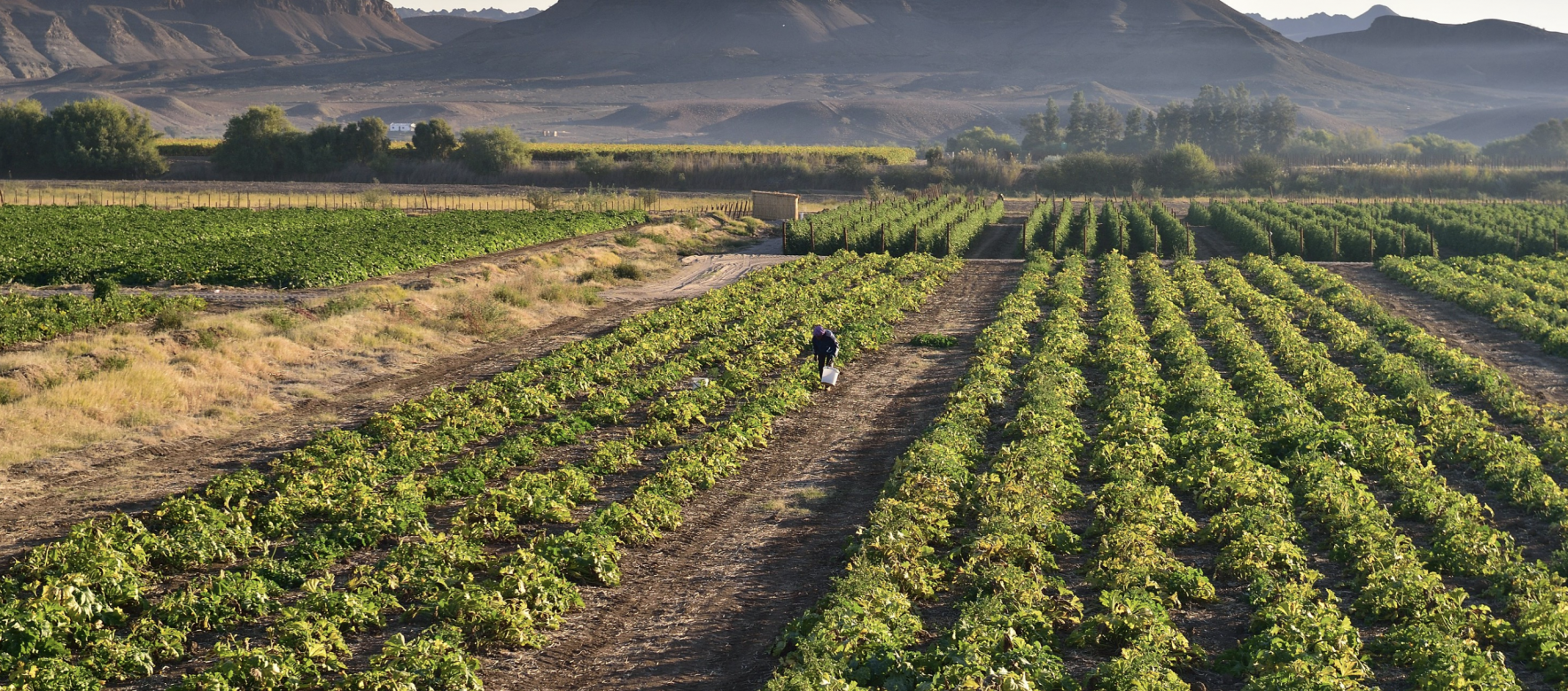 south africa agriculture