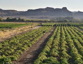 south africa agriculture
