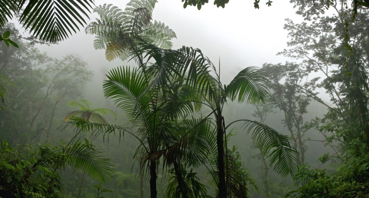 FORET
