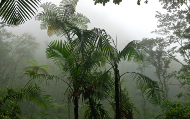 FORET