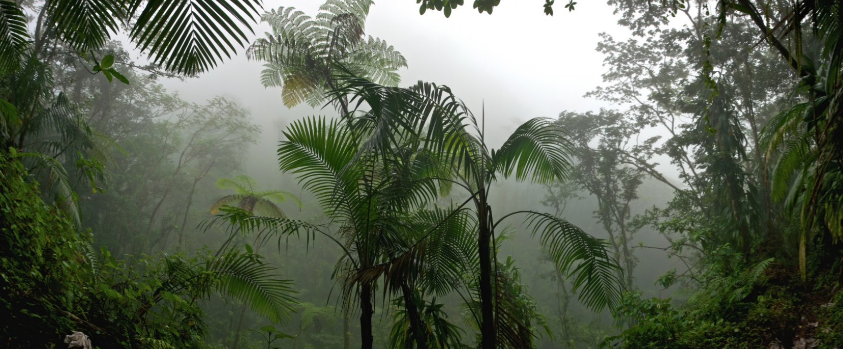 FORET