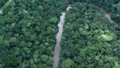 Afrique Centrale Il faut sauver les forêts il y a urgence