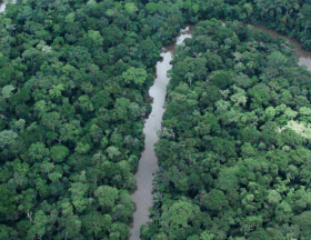 Afrique Centrale Il faut sauver les forêts il y a urgence