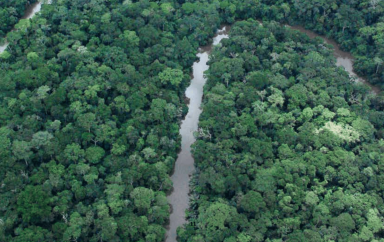 Afrique Centrale Il faut sauver les forêts il y a urgence