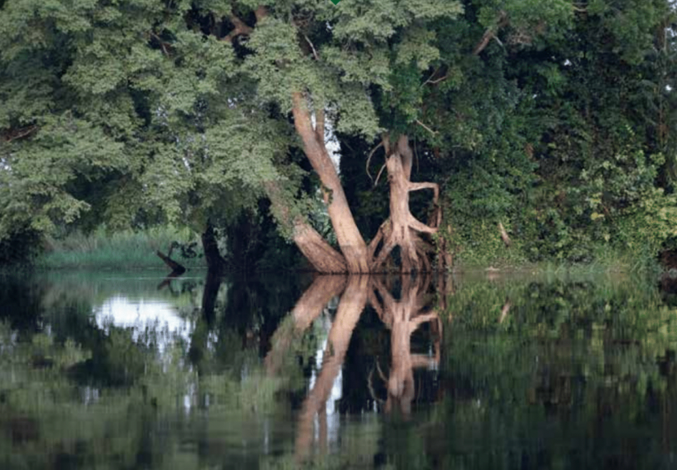 Afrique Centrale Il faut sauver les forêts il y a urgence 2