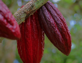 CACAO