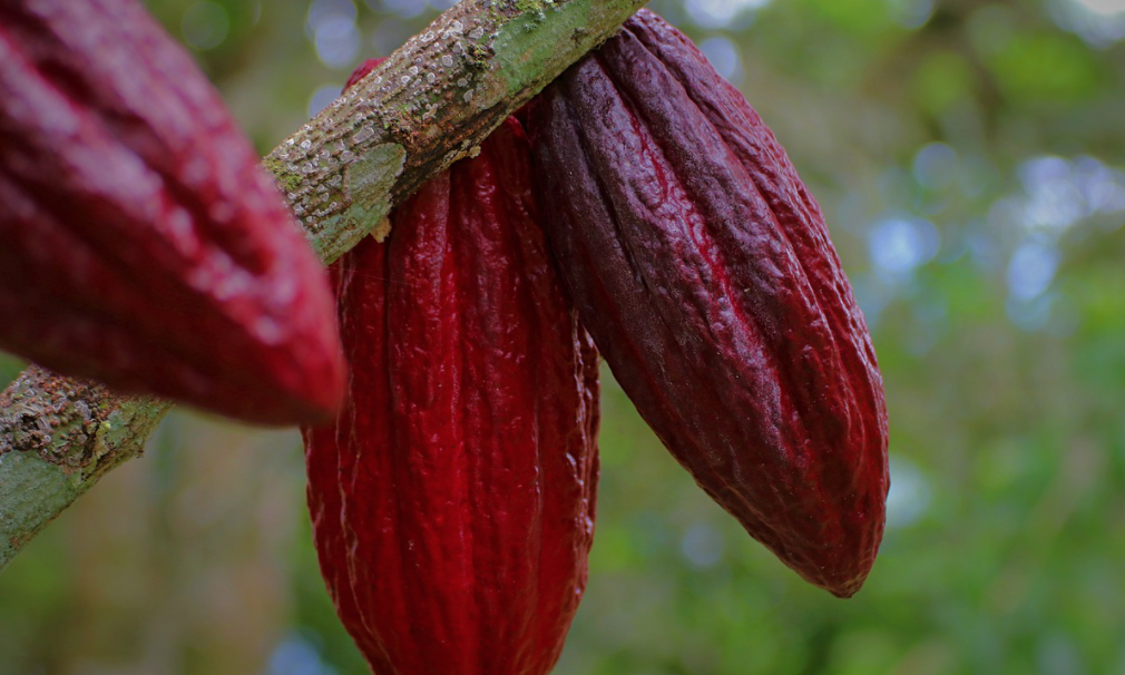 CACAO