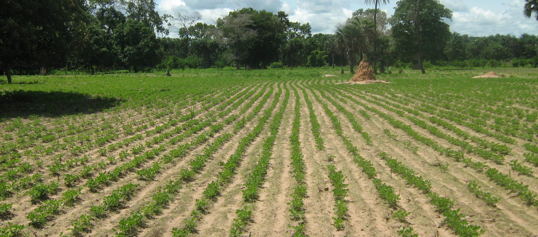 Champ darachide en Casamance