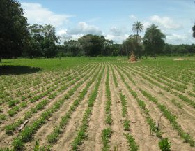 Champ darachide en Casamance