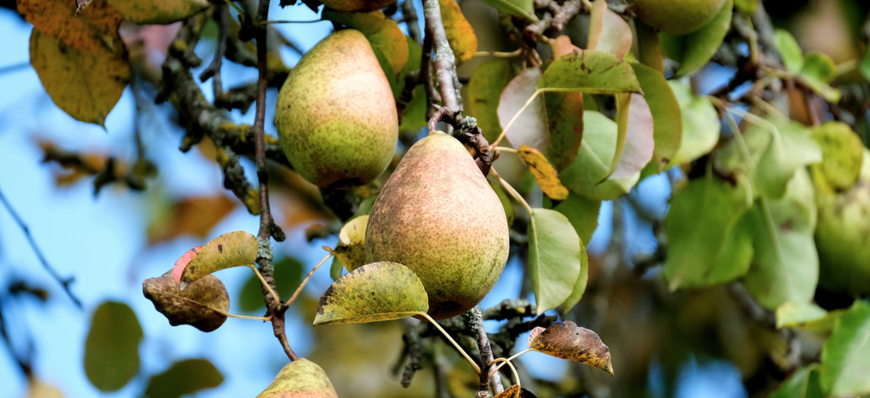 agriculture poire