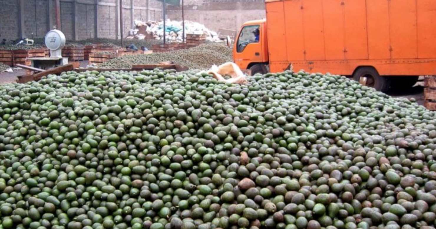 avocats export