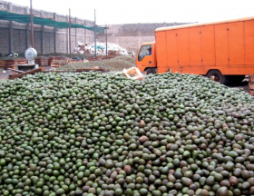 avocats export