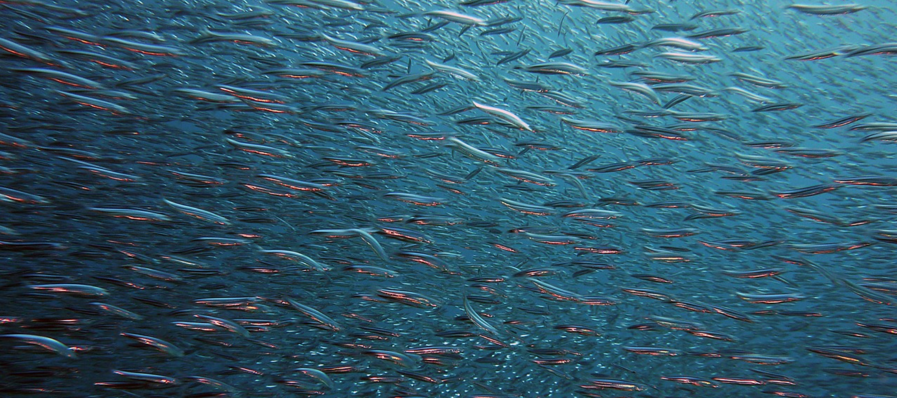 pêche poissons